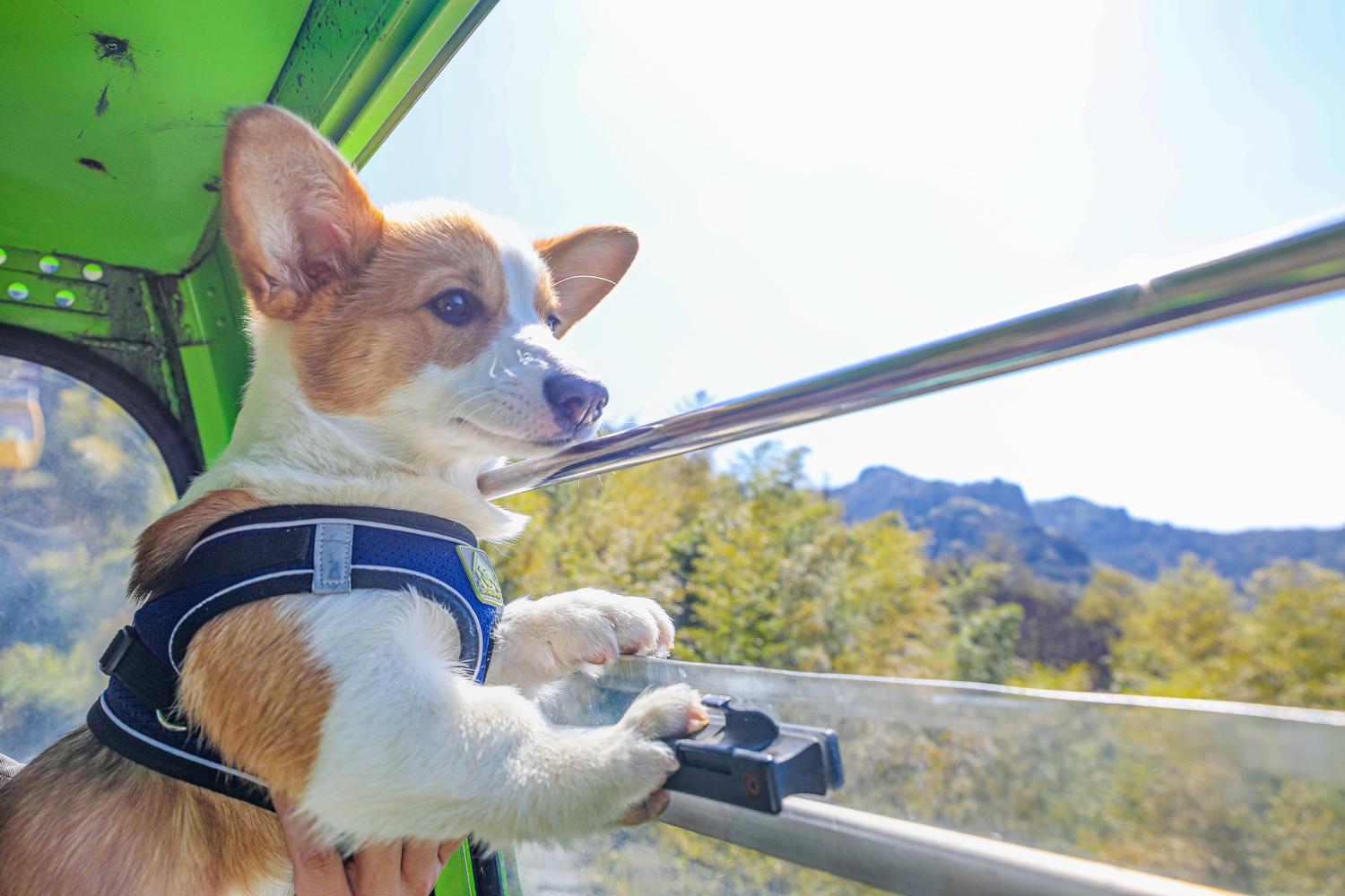 馬仁奇峰第一屆萌犬登山節(jié)，有狗狗的游客有福啦！