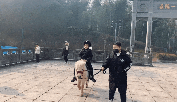 特價！馬仁周末親子游，爸媽騎車天上飛，萌寶遛馬地上跑！